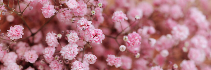 Small pink gypsophila flowers on blurred soft pink background for background and wallpaper use with copy space. Banner for website header design with copy space.