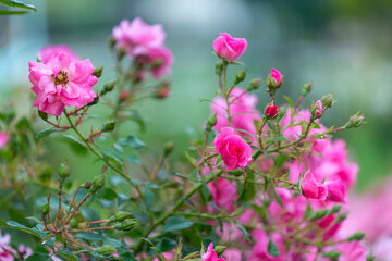 Fototapeta premium Roses sauvages