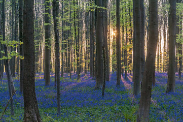 Fototapeta na wymiar The rising sun illumingating a flowerbed of bluebells in the Hallerbos, on an early spring morning.