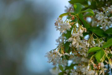 Jasmin 