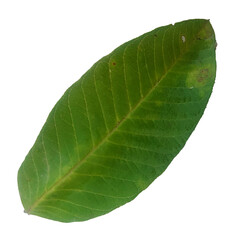 green leaf isolated on white background