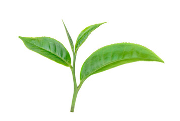 tea leaf isolated on  transparent png
