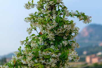 Fleurs de jasmin