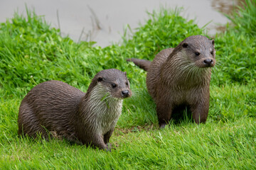 Pair of otters on the grass bankside