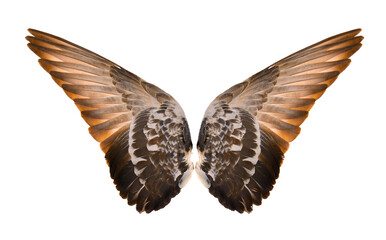 Wings isolated on  transparent png