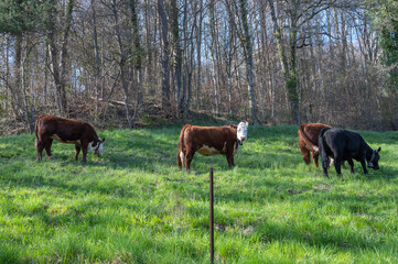 vache au pâturage