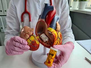 Doctor holds anatomical model of heart and pills in hands concept