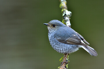 Female of Plumbeous Water Redstart