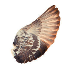 Wings isolated on transparent png