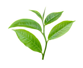 Obraz premium tea leaf isolated on transparent png