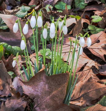 Snowdrops emering through dead leaves in springtime
