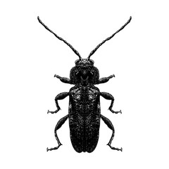 Old House Borer hand drawing vector isolated on background.