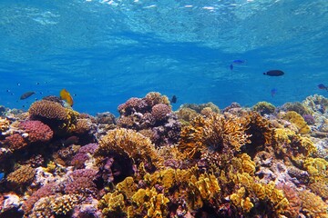 Fototapeta na wymiar Rich healthy colorful coral reef in the shallow tropical ocean. Snorkeling with the marine life over the reef. Underwater photography, wildlife in the ocean, corals and fish. Undersea travel picture.