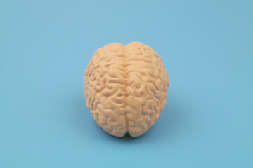 Human brain model on blue background.