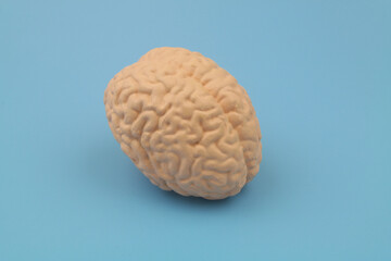 Human brain on blue background. 