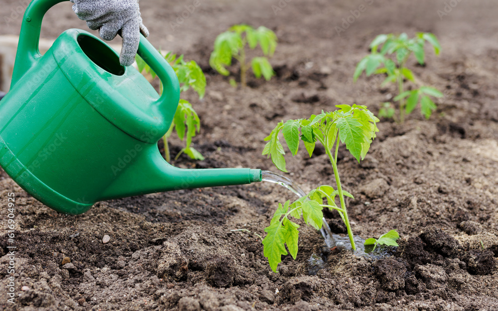 Poster Human watering tomatoes with a green watering can in the garden