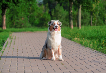 dog of the Australian Shepherd breed sitting on the sidewalk in a park in summer on a sunny day