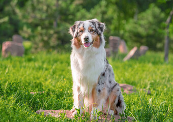 dog of the Australian Shepherd breed sitting on the stone in a park in summer on a sunny day