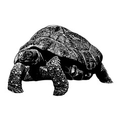 Red-Footed Tortoise hand drawing vector isolated on background.