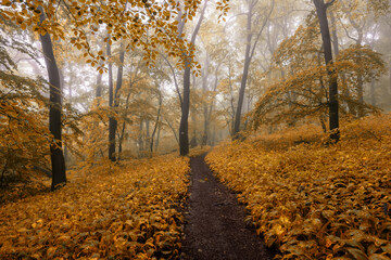 Obraz premium Foggy forest after rain in autumn