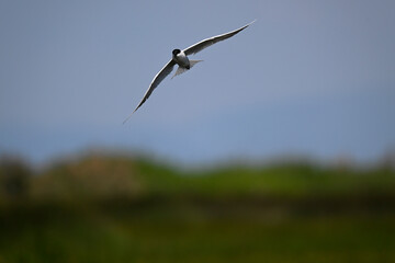 Fototapeta na wymiar Gull-billed tern // Lachseeschwalbe (Gelochelidon nilotica) - Axios Delta, Greece