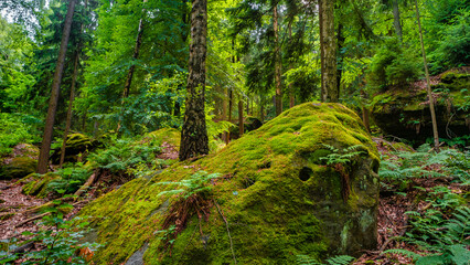 Wild pine and spruce forest with ancient sandstone rocks covered with moss and lichen at the mount Quirl near Königstein, Saxony, Germany, in the national park Saxon Switzerland by Elbe river.