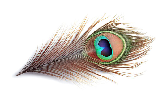 Image of peacock feather on white background. Bird. Wildlife Animals. Illustration. Generative AI.