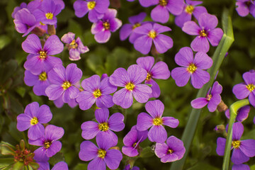 Vibrant purple garden aubrieta flowers