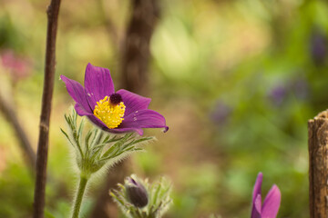 Fototapeta premium Closeup of a purple pasqueflower (pulsatilla) blooming in a garden in spring