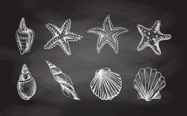 Seashells,  marine Starfish, scallop seashell vector set. Hand drawn white  sketch illustration. Collection of realistic sketches of various  ocean creatures  isolated on chalkboard  background. - obrazy, fototapety, plakaty