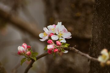 Blooming apple-tree branch close-up in spingtime