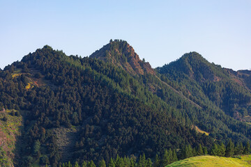 Mountain landscape with coniferous forest and blue sky in summer . Awesome green hills nature