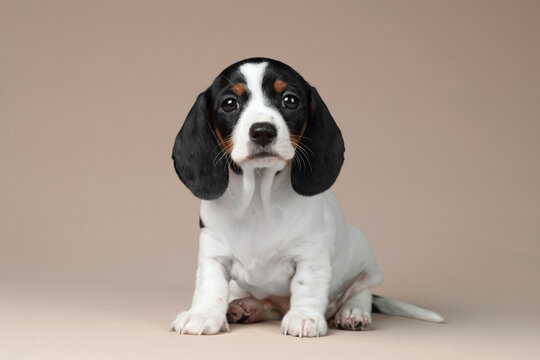 Cute little dachshund puppy on a beige background