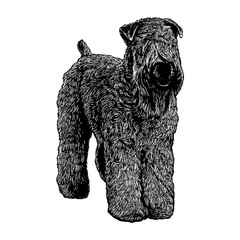 Wheaten Terrier hand drawing vector isolated on background.
