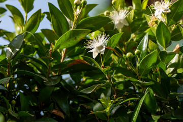 Delicate white myrtle flowers close-up. selective focus. Myrtus communis