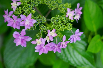 Naklejka premium The flowers are starting to bloom