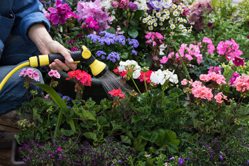 Colorful flowers in pots and containers are watered by person with watering hose in flower garden,...