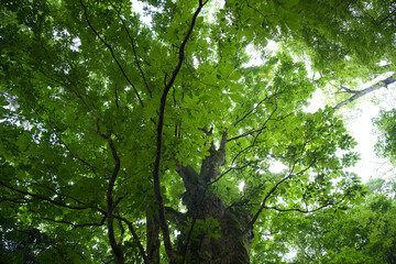 fresh green tree