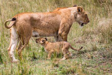 The desert lion (Panthera leo) is a mammal of the cat family and one of the five species of big cats of the genus Panthera