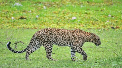 Wild Life  /  leopards