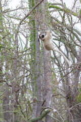Africa, Madagascar, Anosy, Berenty Reserve. Ring-tailed lemur, Lemur catta. Portrait