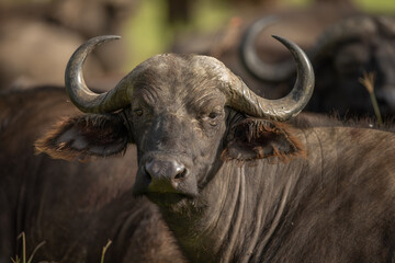 The African buffalo (Syncerus caffer), also known as the Kaffir buffalo, is a massive herbivore from the African savannahs.