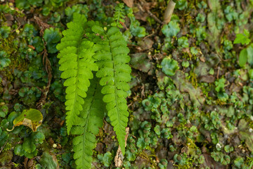 fern in the forest