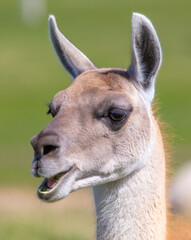 Obraz premium Llama (Vicugna pacos) on the grass