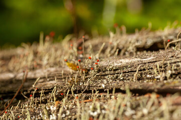 tree bark with red moss flowers in the forest