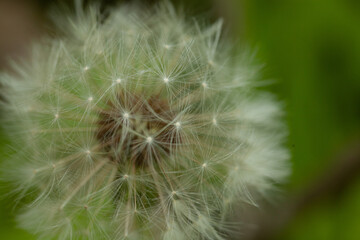 dandelion flower seeds
