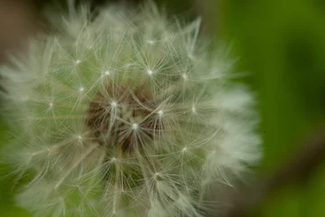 Wandaufkleber dandelion flower seeds © cameronaynphoto