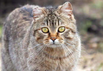 Fototapeta na wymiar European Shorthair cat on the ground in nature. Selective focus.