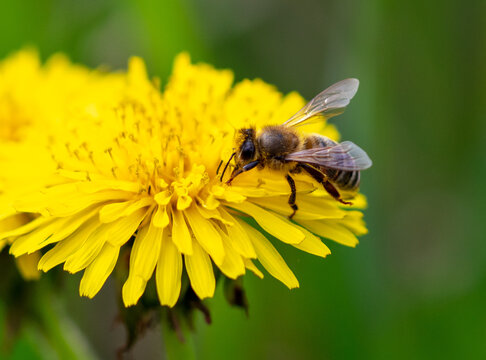 Bee on yellow dandelion flower, macro photo with shallow depth of field