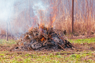 Burning dry grass on the ground in the forest. Close-up